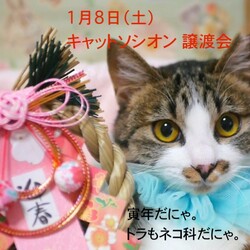 ＊キャットソシオン譲渡会＊第120回