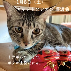 ＊キャットソシオン譲渡会＊第120回 サムネイル2