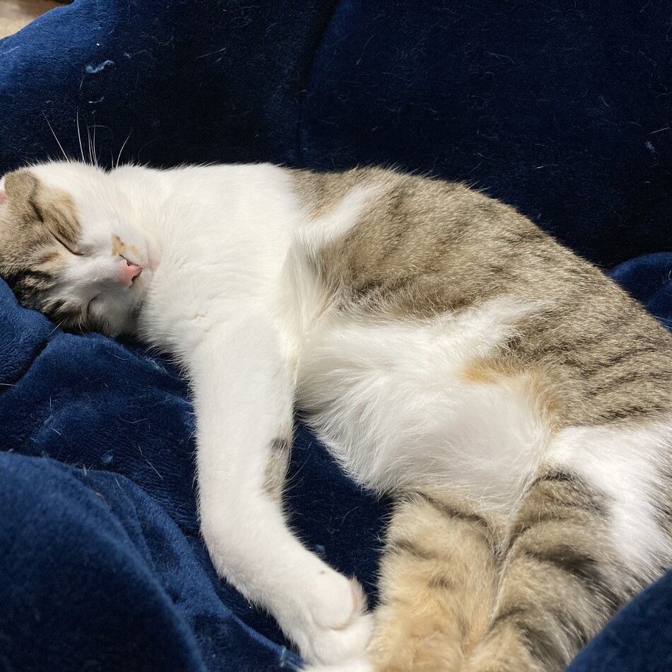 キラのカバー写真