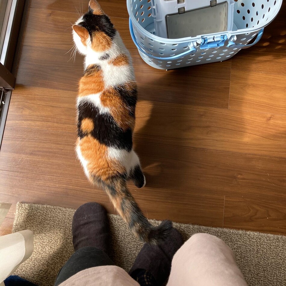 ココのカバー写真