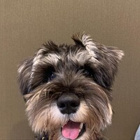 ロイ