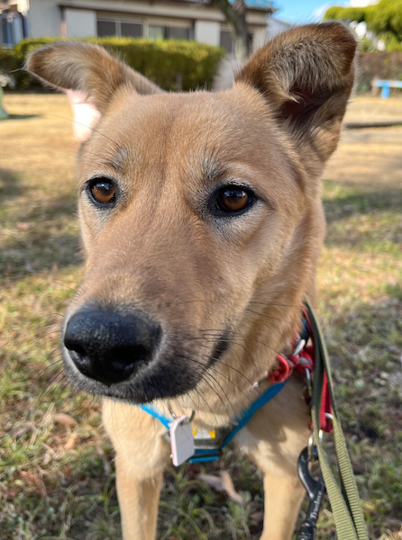 お散歩と食事が大好き 元 神奈川県 犬の里親募集 ペットのおうち 月間利用者150万人