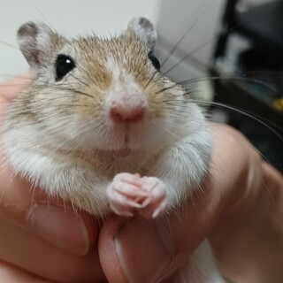 スナネズミ・ジャービル♂１歳
