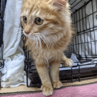 イケメンで性格抜群の茶っくん