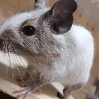 1歳3ヶ月芸達者！パイドデグー雄