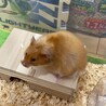 ハムスター赤ちゃん サムネイル2