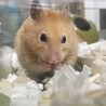 ハムスター赤ちゃん サムネイル3