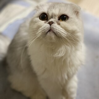 【スコティッシュロング】ゴージャスなビアンカちゃん