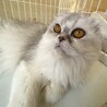 【スコティッシュロング】ゴージャスなビアンカちゃん サムネイル2