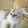 【スコティッシュロング】ゴージャスなビアンカちゃん サムネイル5