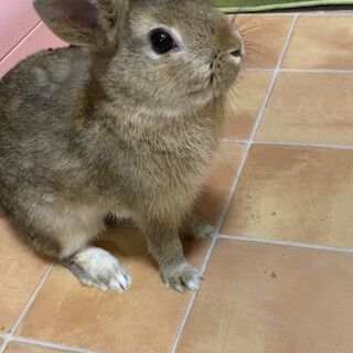 4ヶ月うさぎ里親募集