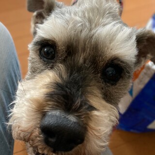 【トライアル決定】シュナウザーのトランプ君