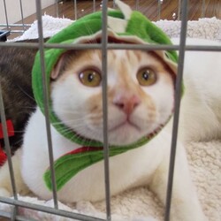 三重県桑名市１月９日(日)第１２３回リトルパウエイド猫の譲渡会