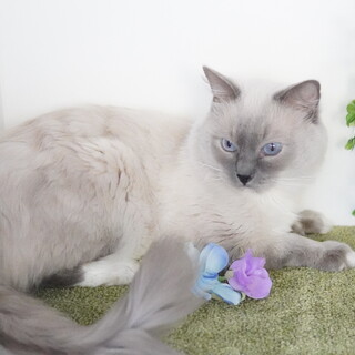 生涯大切にしてくださるご家族を募集します