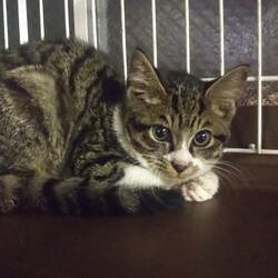 続・初猫in瀬戸！子猫から成猫までの臨時譲渡会～ちーむにゃいんず