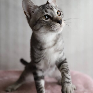 咲♡しあわせにゃんこになりました