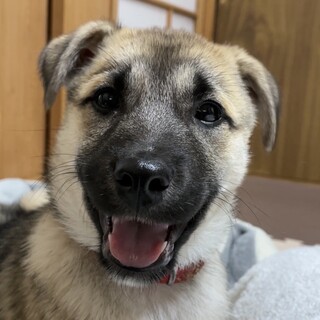 【交渉中、応募停止】甘えっ子3ヶ月の男の子