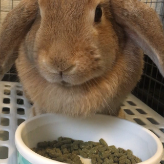 活発な3歳のロップイヤー女の子ですᕱ⑅ᕱ♥