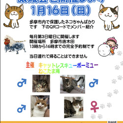 東京都多摩市唐木田にて猫の譲渡会開催