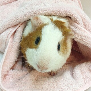 2歳の男の子です！