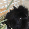 真っ黒な3歳の男の子です！ サムネイル3