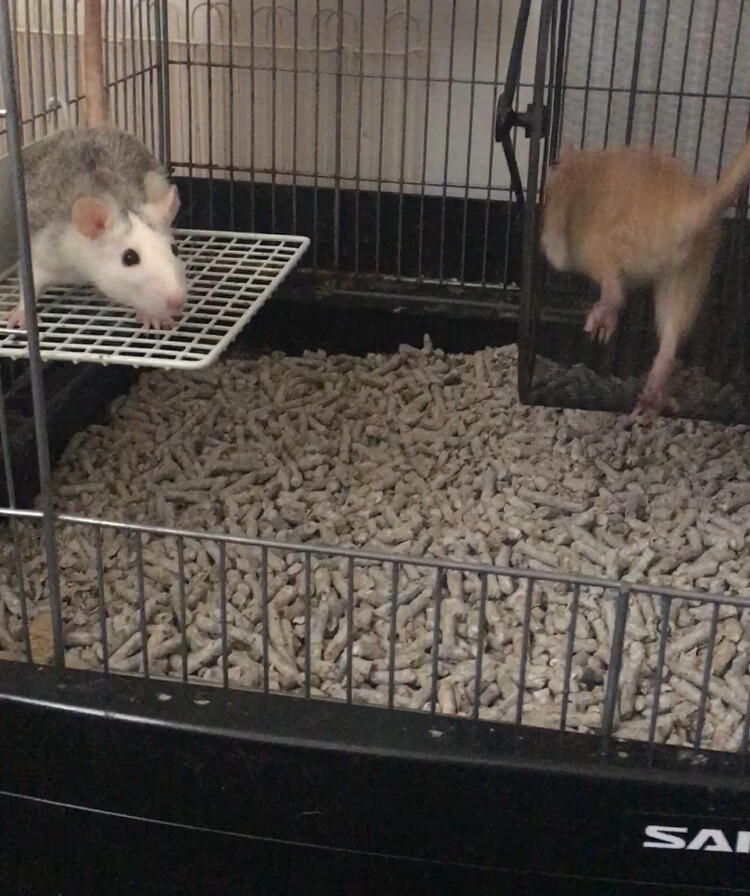 ファンシーラットの女の子2匹です サムネイル2