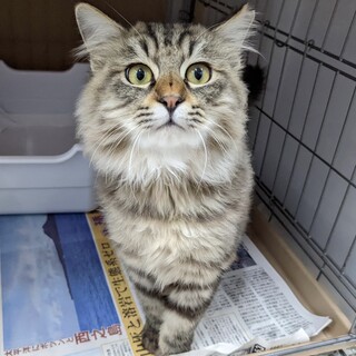 尾道猫のマチューくん