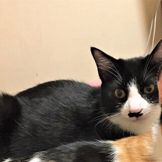 オリンピック兄妹　人懐こい男の子　めだる♂