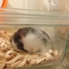 ゴールデンハムスター1歳の女の子 サムネイル2