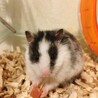 ゴールデンハムスター1歳の女の子 サムネイル3