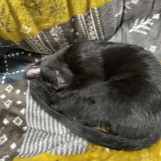 元気で小さな黒猫ちゃん