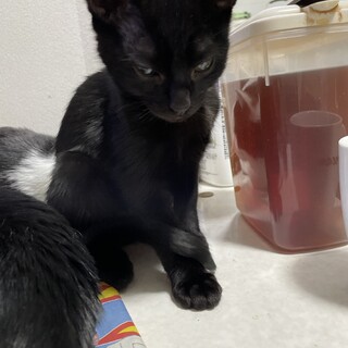 小さな黒猫の女の子