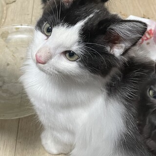 白黒のハチワレ女の子