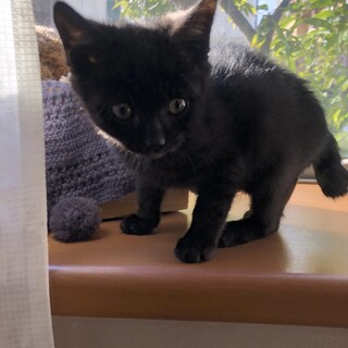 元気でおしゃべりな可愛い黒猫ちゃんです。