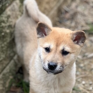推定2.5ヶ月♀篤（あつ）ちゃん募集一時停止