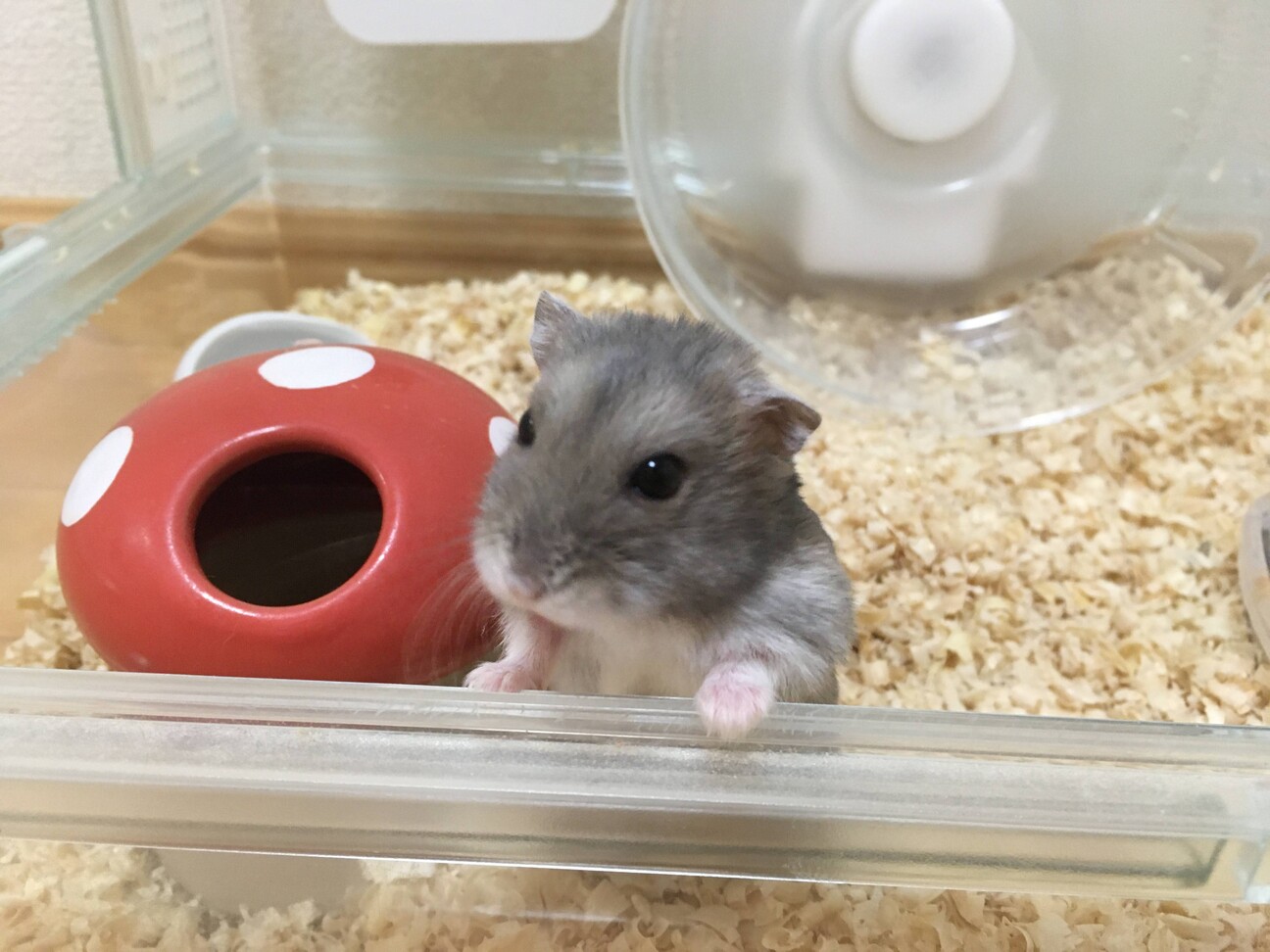 成年期ジャンガリアンハム 福岡県 小動物の里親募集 3985 ペットのおうち 月間利用者150万人