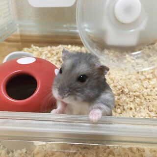 成年期ジャンガリアンハムスター（ブルーサファイア）