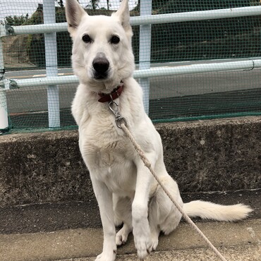 招き猫ならぬ　招き犬　▽・ｗ・▽　いい年にしたいね！