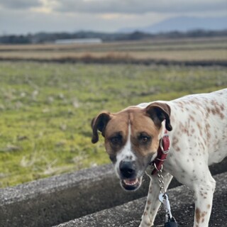 お散歩大好きな女の子