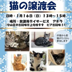 保護猫の譲渡会atアネラ