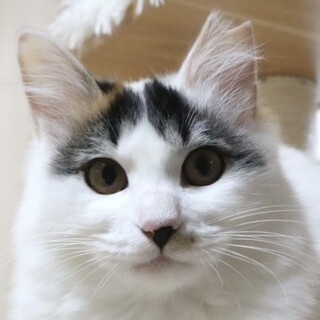 美猫で女王様タイプ☆三毛猫の長毛系ありあちゃん❣️