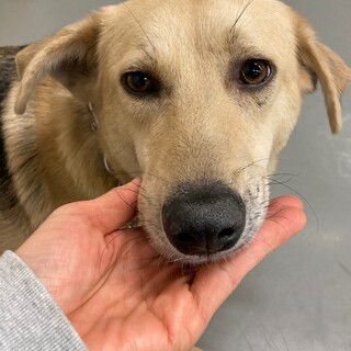 正統派美人野犬ペンちゃん