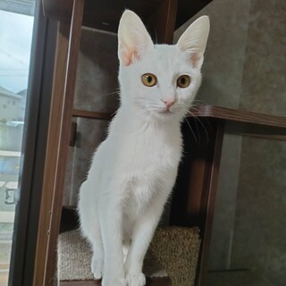 美白猫姉妹こねこ