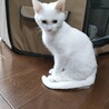 美白猫姉妹こねこ サムネイル2