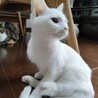 美白猫姉妹こねこ サムネイル3