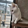 美白猫姉妹こねこ サムネイル4
