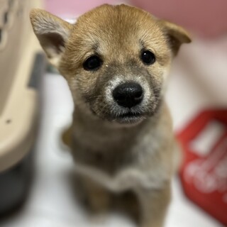 ころころ可愛い姉妹「ニコル」柴