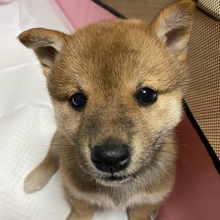 ころころ可愛い姉妹「ノエル」柴