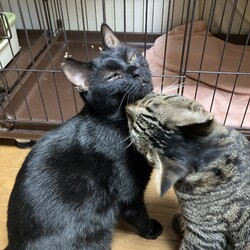 保護猫譲渡会 サムネイル2