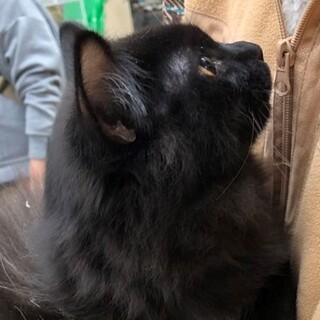 ゴージャスな長毛の黒猫、ジジ君！